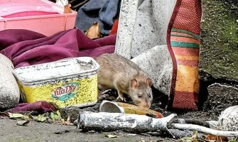Rats in Slovenian cities: what to do near your home