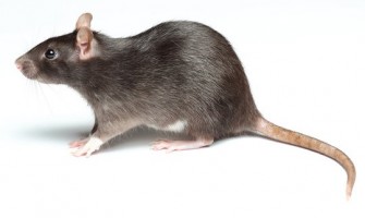 Rats in the Home: How to Spot Them, Block Entry and Take Action