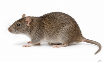 Rats in the Home: How to Spot Them, Block Entry and Take Action